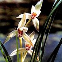 微信春兰花头像_高清春兰花花朵图片大全