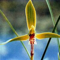 微信春兰花头像_高清春兰花花朵图片大全