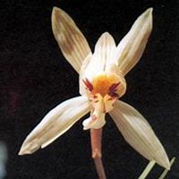 微信春兰花头像_高清春兰花花朵图片大全