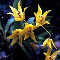 微信春兰花头像_高清春兰花花朵图片大全