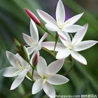 微信春兰花头像_高清春兰花花朵图片大全