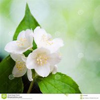 微信春兰花头像_高清春兰花花朵图片大全