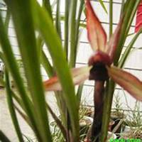 微信春兰花头像_高清春兰花花朵图片大全