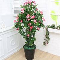 微信春兰花头像_高清春兰花花朵图片大全