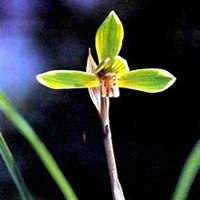 微信春兰花头像_高清春兰花花朵图片大全