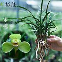 微信春兰花头像_高清春兰花花朵图片大全