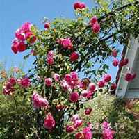 微信春兰花头像_高清春兰花花朵图片大全