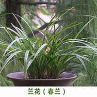 微信春兰花头像_高清春兰花花朵图片大全