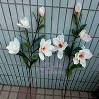 微信春兰花头像_高清春兰花花朵图片大全