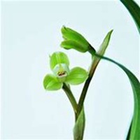 微信春兰花头像_高清春兰花花朵图片大全