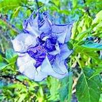 微信曼陀罗花头像_高清曼陀罗花花朵图片大全