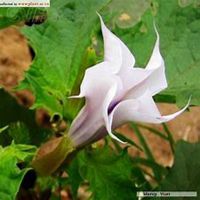 微信曼陀罗花头像_高清曼陀罗花花朵图片大全