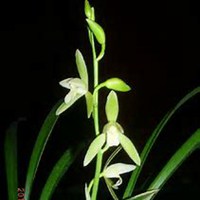 微信月兰花头像_高清月兰花花朵图片大全