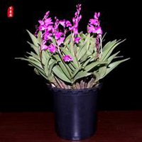 微信月兰花头像_高清月兰花花朵图片大全