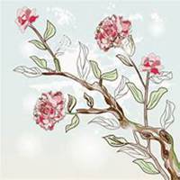 微信月兰花头像_高清月兰花花朵图片大全