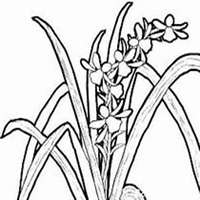 微信月兰花头像_高清月兰花花朵图片大全