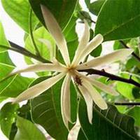 微信月兰花头像_高清月兰花花朵图片大全