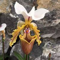 微信月兰花头像_高清月兰花花朵图片大全