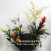 微信月兰花头像_高清月兰花花朵图片大全