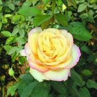 微信月季花高清头像