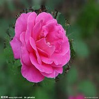 微信月季花高清头像