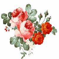 微信月季花高清头像