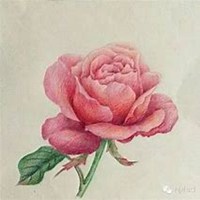 微信月季花高清头像