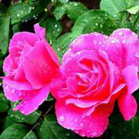 微信月季花高清头像