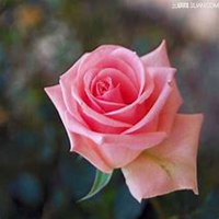 微信月季花高清头像