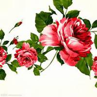 微信月季花高清头像