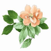 微信月季花高清头像