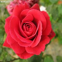 微信月季花高清头像