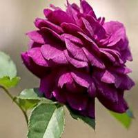 微信月季花高清头像