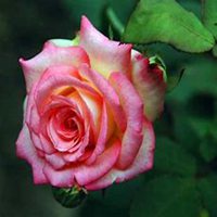 微信月季花高清头像