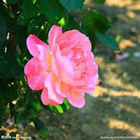 微信月季花高清头像