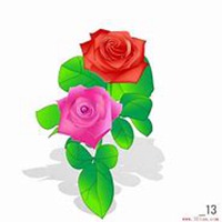 微信月季花高清头像