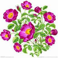 微信月季花高清头像