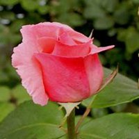 微信月季花高清头像