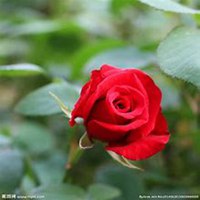 微信月季花高清头像