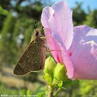 微信木槿花头像_高清木槿花花朵图片大全