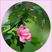 微信木槿花头像_高清木槿花花朵图片大全