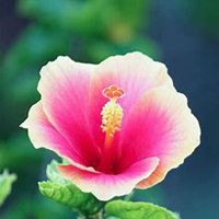 微信木槿花头像_高清木槿花花朵图片大全