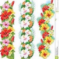 微信木槿花头像_高清木槿花花朵图片大全