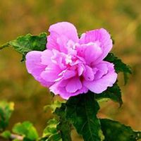 微信木槿花头像_高清木槿花花朵图片大全