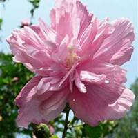 微信木槿花头像_高清木槿花花朵图片大全