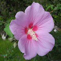 微信木槿花头像_高清木槿花花朵图片大全