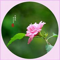 微信木槿花头像_高清木槿花花朵图片大全