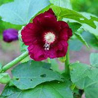 微信木槿花头像_高清木槿花花朵图片大全