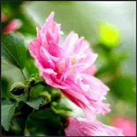 微信木槿花头像_高清木槿花花朵图片大全