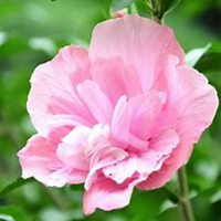 微信木槿花头像_高清木槿花花朵图片大全